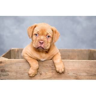 FITMIN Dog Maxi Puppy 3kg + GRATISY