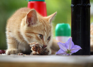 Co jest przysmakiem dla kota? Lista smakołyków, które naprawdę sprawiają mruczkowi radość jedzenie dla kota