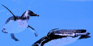 Niezwykła adaptacja zwierząt polarnych do ekstremalnego zimna – poznaj mechanizmy, które pozwalają im przetrwać tam, gdzie człowiek nie ma szans pingwiny