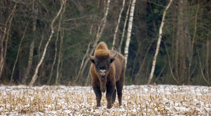 Top 5 największych zwierząt w Polsce i Europie – nie uwierzysz, które zajmuje pierwsze miejsce Żubr europejski