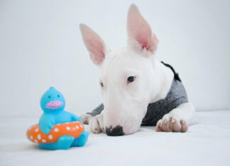 Jakie są wady i zalety bulteriera? Ten pies potrafi zaskoczyć bardziej, niż się spodziewasz bulteriera