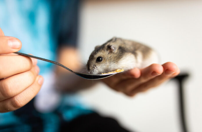 chomik