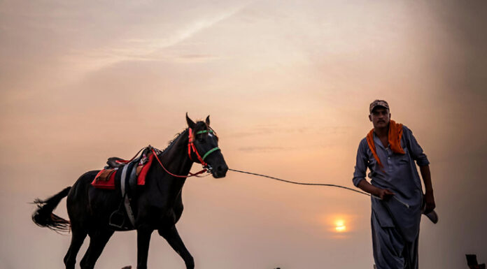 Czym są lonże dla konia?