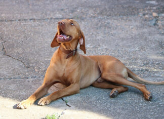 Który wyżeł jest najmniejszy? Sprawdź, który z tych myśliwskich psów ma najbardziej kompaktowy rozmiar pies Vizsla (Wyżeł węgierski krótkowłosy)