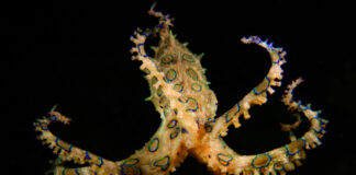 Jakie jest najgroźniejsze zwierzę morskie? To nie rekin – prawda może Cię zaskoczyć! Ośmiornica niebieskoringowa