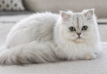 Kot perski szynszylowy – informacje o rasie kota, które zaskoczą każdego miłośnika futrzaków! kot perski szynszylowy