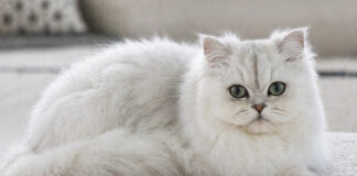Kot perski szynszylowy – informacje o rasie kota, które zaskoczą każdego miłośnika futrzaków! kot perski szynszylowy
