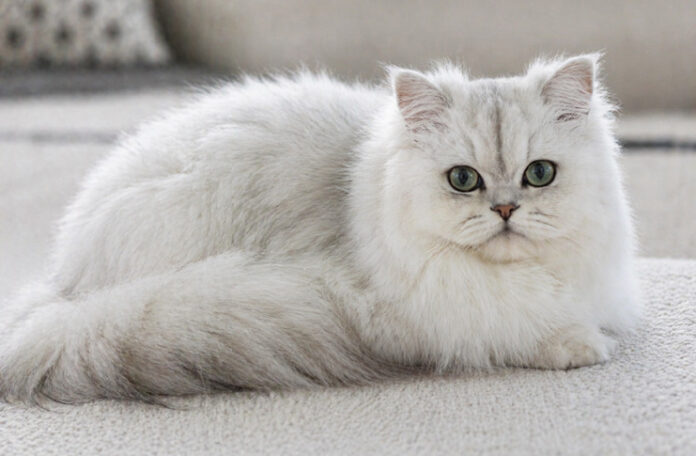 kot perski szynszylowy