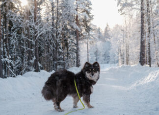 Czy fińskie psy rasy lapphund są rzadkie? Ten niezwykły pies podbija serca, ale w Polsce nadal trudno go spotkać pies fiński lapphund